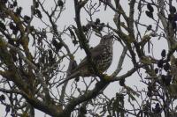 Turdus viscivorus