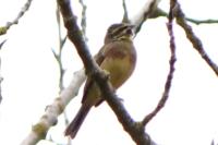 Emberiza cirlus
