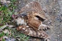 Strix aluco