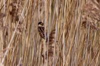Emberiza schoeniclus