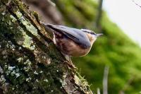 Sitta europaea