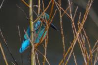 Alcedo atthis