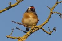 Carduelis carduelis
