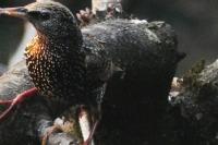Sturnus vulgaris
