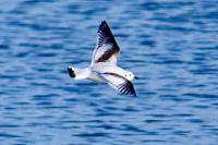 Hydrocoloeus minutus