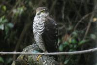 Accipiter nisus