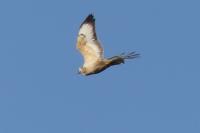 Buteo buteo