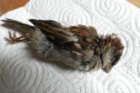 Passer domesticus