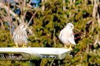 Falco tinnunculus