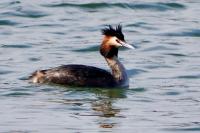 Podiceps cristatus