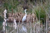 Ardea alba