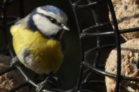 Cyanistes caeruleus
