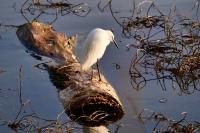 Egretta garzetta