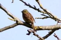 Emberiza cirlus