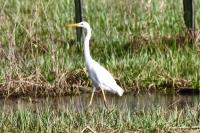 Ardea alba