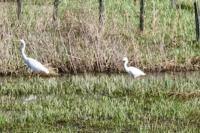Egretta garzetta