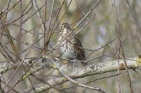 Turdus philomelos