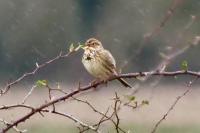 Emberiza calandra
