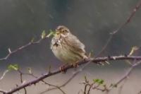 Emberiza calandra
