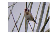 Carduelis carduelis