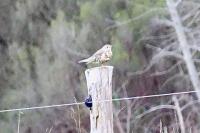Turdus viscivorus