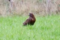 Buteo buteo