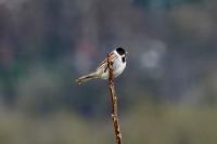 Emberiza schoeniclus
