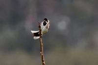 Emberiza schoeniclus