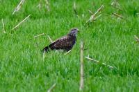 Buteo buteo