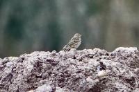 Anthus pratensis