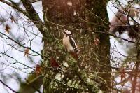 Dendrocopos major