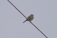 Anthus pratensis