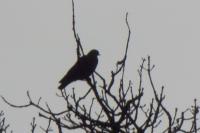 Columba oenas