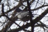 Columba oenas