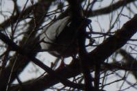 Columba oenas