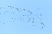 Grus grus