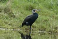 Phalacrocorax carbo