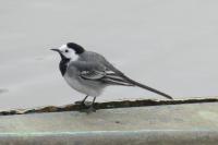Motacilla alba