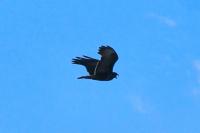 Buteo buteo