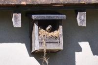 Passer domesticus
