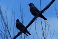 Corvus monedula