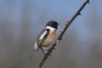 Saxicola rubicola
