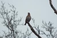Turdus philomelos