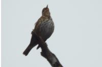 Turdus philomelos