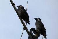 Corvus monedula
