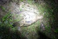 Picus viridis