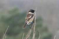 Saxicola rubicola