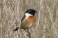 Saxicola rubicola
