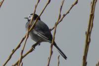 Motacilla alba