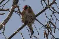 Carduelis carduelis